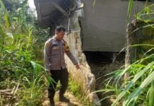 3 Sapi Milik Warga Ciomas Bogor Dicuri, Pelaku Rusak Tembok Kandang