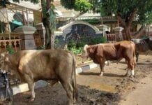 Hari Raya Idul Adha 1445 H 2024 Ini, Polda Metro Jaya Kurban 155 Sapi dan 37 Kambing