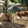 Hari Raya Idul Adha 1445 H 2024 Ini, Polda Metro Jaya Kurban 155 Sapi dan 37 Kambing