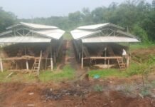 Diduga Tak kantongi Izin dari Warga Setempat Peternakan Ayam Telur Tetap Berjalan
