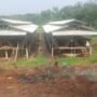 Diduga Tak kantongi Izin dari Warga Setempat Peternakan Ayam Telur Tetap Berjalan