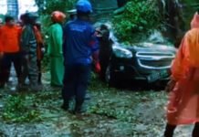 Pohon Raksasa Tumbang di Jalan Juanda Bogor, Timpa Kendaraan dan Lukai Pengendara
