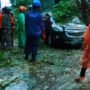 Pohon Raksasa Tumbang di Jalan Juanda Bogor, Timpa Kendaraan dan Lukai Pengendara