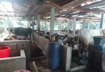 Peternakan Sapi Limousin Diduga Tak Berizin, Camat Leuwiliang Siap Tindak Tegas