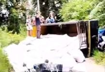 Dua Truk Pengangkut Sekam Terguling di Jalur Tanjung Sari–Leuwiliang, Arus Lalu Lintas Lumpuh Total