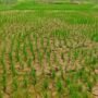 Enam Tahun Irigasi Tak Tuntas, 200 Hektare Sawah di Jasinga Terancam Kering